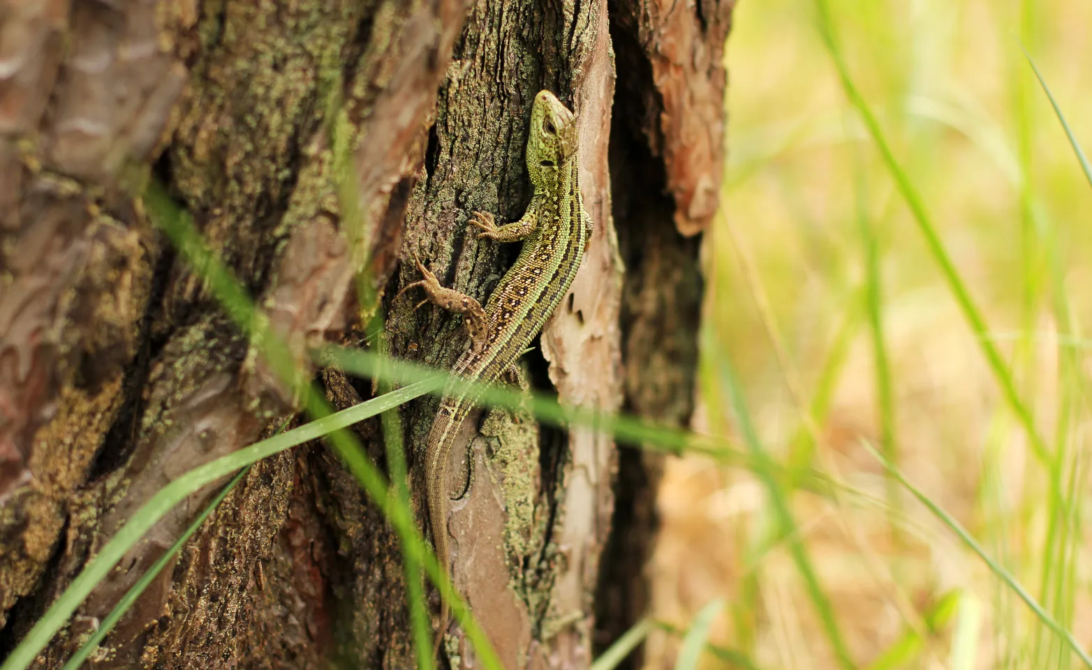 Lizard on a tree